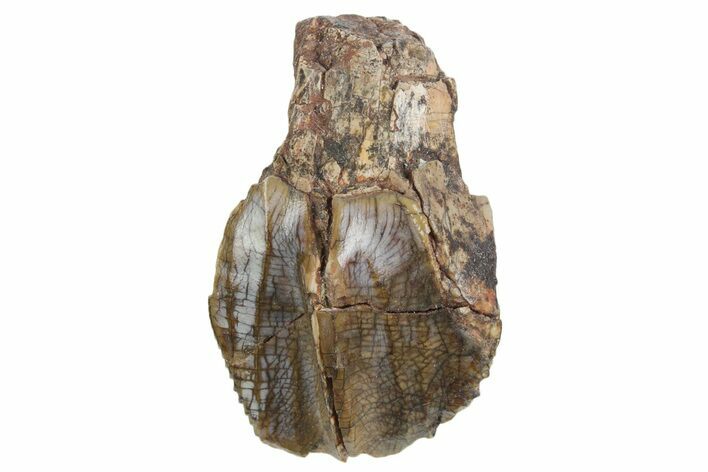 Fossil Iguonodontian Dinosaur (Tenontosaurus) Tooth - Wyoming #357682